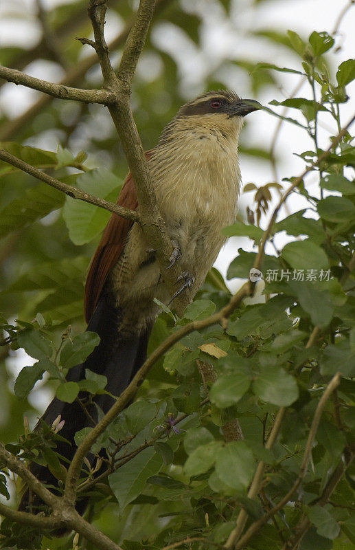 White-browed Coucal